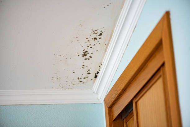 Best Industrial Mold Remediation in Bay Hill, FL